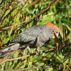 Callocephalon fimbriatum at Guerilla Bay, NSW - 22 Jul 2020