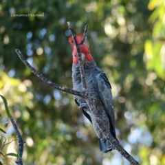 Callocephalon fimbriatum at Guerilla Bay, NSW - 22 Jul 2020