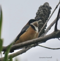 Acanthorhynchus tenuirostris (Eastern Spinebill) at Tomakin, NSW - 14 Jul 2020 by Gee