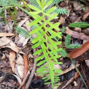 Pimelea linifolia at Ulladulla, NSW - 12 Jul 2020