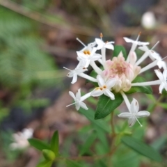 Pimelea linifolia subsp. linifolia (Queen of the Bush, Slender Rice-flower) at Ulladulla Wildflower Reserve - 12 Jul 2020 by trevorpreston