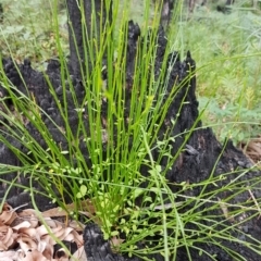 Amperea xiphoclada var. xiphoclada (Broom Spurge) at Ulladulla Wildflower Reserve - 12 Jul 2020 by trevorpreston