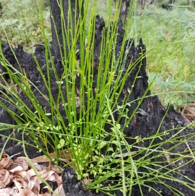 Amperea xiphoclada var. xiphoclada (Broom Spurge) at Ulladulla, NSW - 12 Jul 2020 by trevorpreston