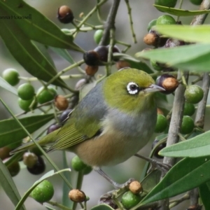 Zosterops lateralis at Tomakin, NSW - 14 Jul 2020