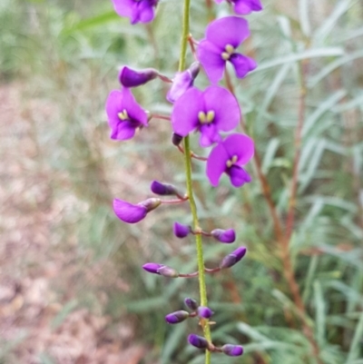 Hardenbergia violacea (False Sarsaparilla) at Ulladulla Wildflower Reserve - 12 Jul 2020 by tpreston