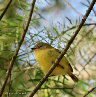 Acanthiza nana (Yellow Thornbill) at Guerilla Bay, NSW - 14 Jul 2020 by Gee