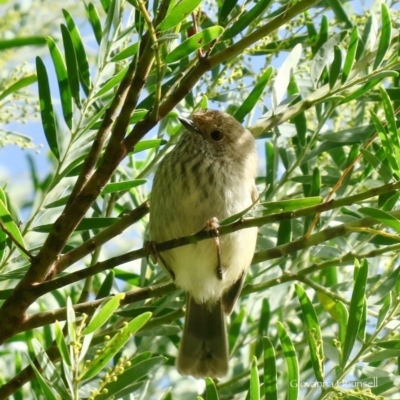 Acanthiza pusilla (Brown Thornbill) at Undefined, NSW - 14 Jul 2020 by Gee