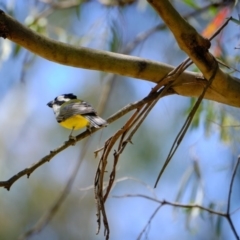 Falcunculus frontatus (Eastern Shrike-tit) at Tidbinbilla Nature Reserve - 17 Nov 2019 by JimboSlice56