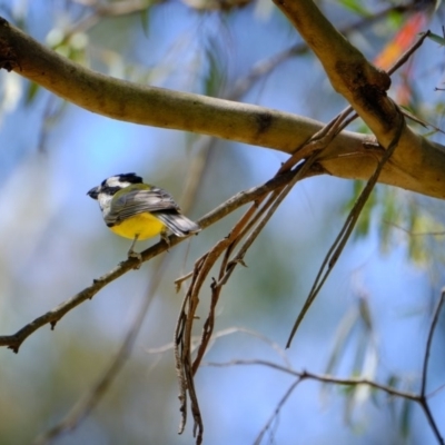 Falcunculus frontatus (Eastern Shrike-tit) at Paddys River, ACT - 17 Nov 2019 by JimboSlice56