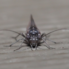 Psocodea 'Psocoptera' sp. (order) (Unidentified plant louse) at ANBG - 21 Jul 2020 by TimL