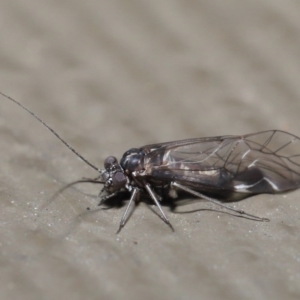 Psocodea 'Psocoptera' sp. (order) at Hackett, ACT - 21 Jul 2020