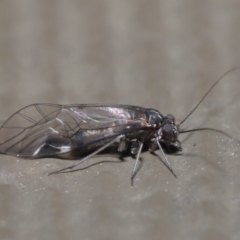 Psocodea 'Psocoptera' sp. (order) at Hackett, ACT - 21 Jul 2020