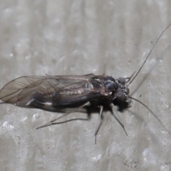 Psocodea 'Psocoptera' sp. (order) at Hackett, ACT - 21 Jul 2020