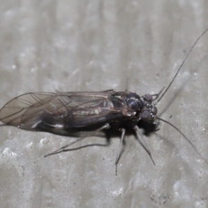 Psocodea 'Psocoptera' sp. (order) at Hackett, ACT - 21 Jul 2020