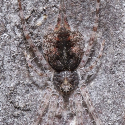 Tamopsis sp. (genus) (Two-tailed spider) at ANBG - 21 Jul 2020 by TimL