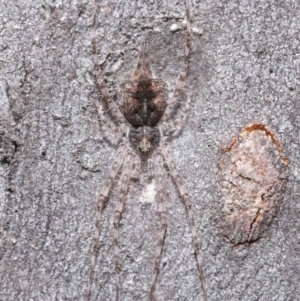 Tamopsis sp. (genus) at Acton, ACT - 21 Jul 2020