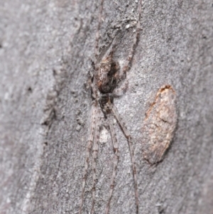 Tamopsis sp. (genus) at Acton, ACT - 21 Jul 2020