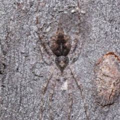 Tamopsis sp. (genus) at Acton, ACT - 21 Jul 2020