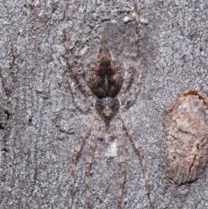 Tamopsis sp. (genus) at Acton, ACT - 21 Jul 2020 11:51 AM