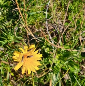 Syrphini sp. (tribe) at Wodonga - 22 Jul 2020