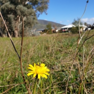 Syrphini sp. (tribe) at Wodonga - 22 Jul 2020