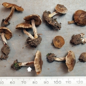 Inocybe 'serrata complex' at Cook, ACT - 29 Jun 2020