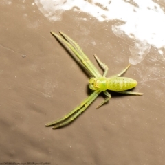 Cetratus rubropunctatus (Long green crab spider) at Acton, ACT - 22 Jul 2020 by Roger
