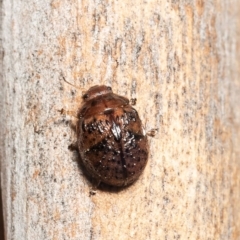 Trachymela sp. (genus) (Brown button beetle) at Uriarra Recreation Reserve - 21 Jul 2020 by Roger