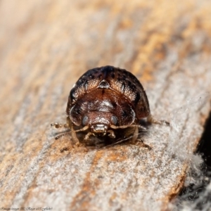 Trachymela sp. (genus) at Stromlo, ACT - 21 Jul 2020