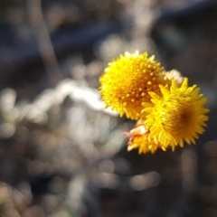 Chrysocephalum apiculatum (Common Everlasting) at Franklin, ACT - 22 Jul 2020 by trevorpreston