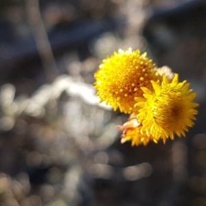 Chrysocephalum apiculatum at Franklin, ACT - 22 Jul 2020