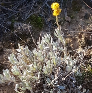 Chrysocephalum apiculatum at Franklin, ACT - 22 Jul 2020