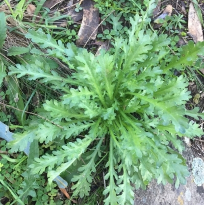 Brachyscome diversifolia var. diversifolia (Large-headed Daisy) at Mount Majura - 21 Jul 2020 by WalterEgo