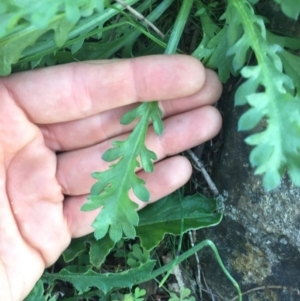 Brachyscome diversifolia var. diversifolia at Majura, ACT - 22 Jul 2020