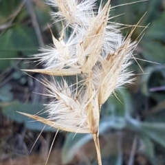 Rytidosperma sp. (Wallaby Grass) at Budjan Galindji (Franklin Grassland) Reserve - 22 Jul 2020 by tpreston