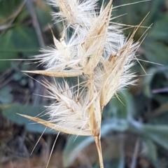 Rytidosperma (genus) (Wallaby Grass) at Franklin, ACT - 22 Jul 2020 by trevorpreston
