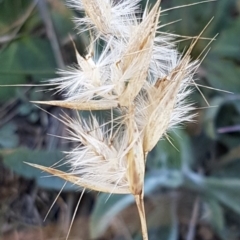 Rytidosperma sp. (Wallaby Grass) at Franklin, ACT - 22 Jul 2020 by tpreston