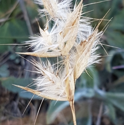 Rytidosperma (genus) (Wallaby Grass) at Franklin, ACT - 22 Jul 2020 by trevorpreston