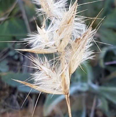 Rytidosperma sp. (Wallaby Grass) at Budjan Galindji (Franklin Grassland) Reserve - 22 Jul 2020 by tpreston