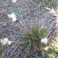 Rytidosperma sp. at Franklin, ACT - 22 Jul 2020