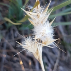 Rytidosperma sp. at Franklin, ACT - 22 Jul 2020