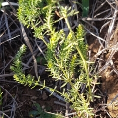 Asperula conferta (Common Woodruff) at Franklin, ACT - 22 Jul 2020 by trevorpreston