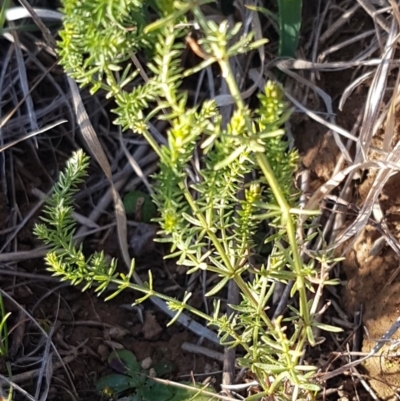 Asperula conferta (Common Woodruff) at Franklin, ACT - 22 Jul 2020 by trevorpreston