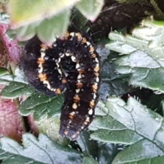 Apina callisto (Pasture Day Moth) at Budjan Galindji (Franklin Grassland) Reserve - 22 Jul 2020 by tpreston