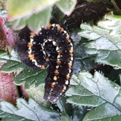 Apina callisto (Pasture Day Moth) at Franklin, ACT - 22 Jul 2020 by tpreston