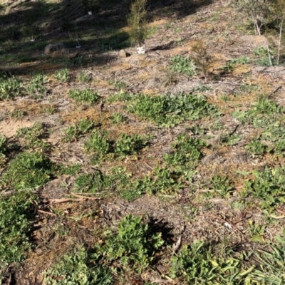 Erodium crinitum (Native Crowfoot) at Hughes Garran Woodland - 21 Aug 2020 by ruthkerruish