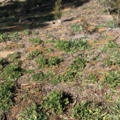 Erodium crinitum (Native Crowfoot) at Hughes, ACT - 21 Aug 2020 by ruthkerruish
