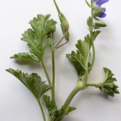 Erodium crinitum at Hughes, ACT - 21 Aug 2020