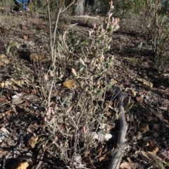 Brachyloma daphnoides (Daphne Heath) at Gossan Hill - 18 Jul 2020 by AndyRussell