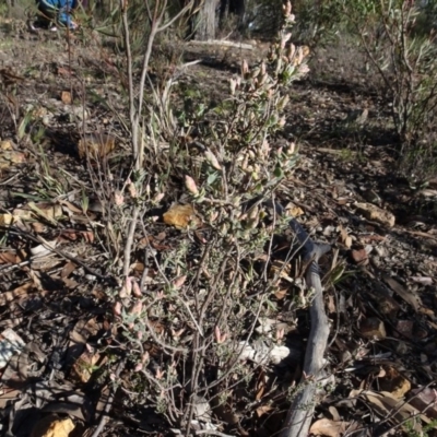 Brachyloma daphnoides (Daphne Heath) at Bruce, ACT - 18 Jul 2020 by AndyRussell